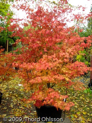 Acer palmatum 'Katsura'